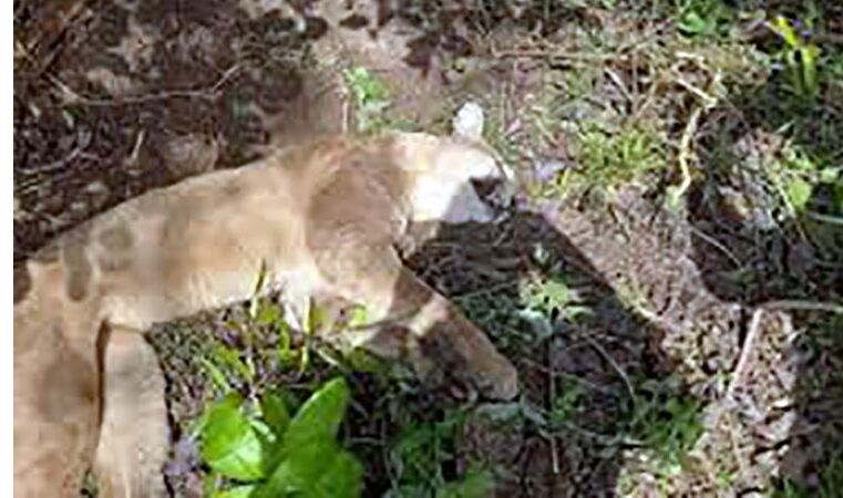 Onça-parda fica presa em armadilha e morre estrangulada em Araçatuba