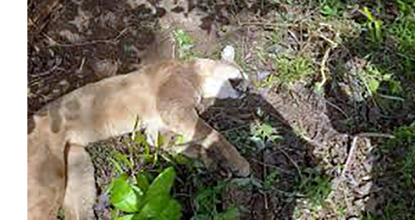 Onça-parda fica presa em armadilha e morre estrangulada em Araçatuba