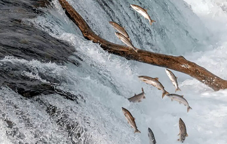 Piracema começa hoje e proíbe pesca de espécies nativas na região