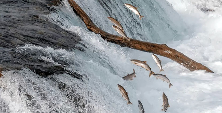 Piracema começa hoje e proíbe pesca de espécies nativas na região