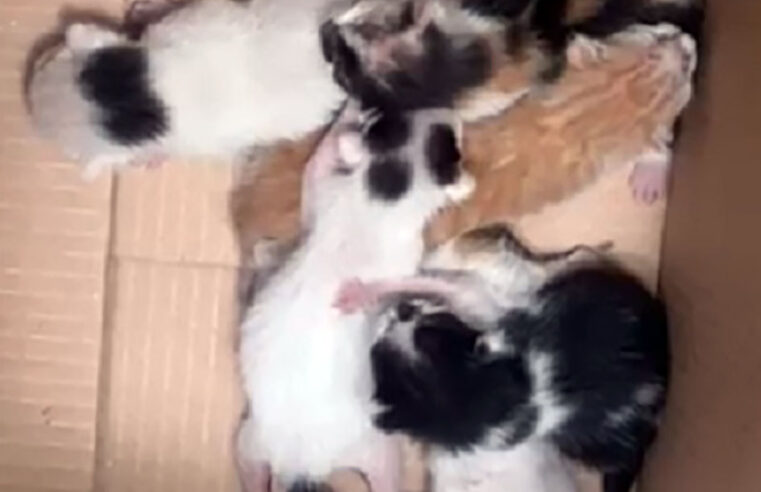 Idosa é presa após abandonar filhotes de gato em frente ao Procon