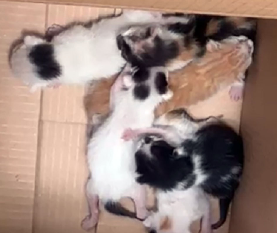 Idosa é presa após abandonar filhotes de gato em frente ao Procon