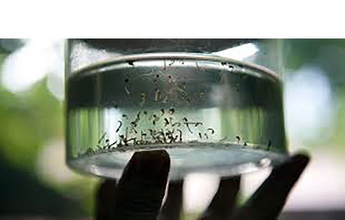 Um recado importante sobre a dengue