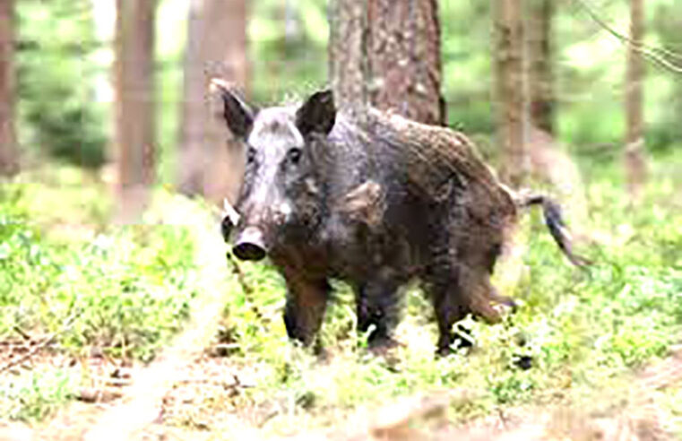 Impactos da invasão de javalis entram em pauta em Olímpia