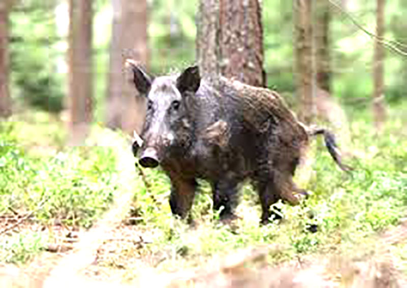 Impactos da invasão de javalis entram em pauta em Olímpia