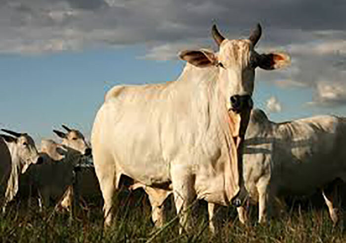 Leilão de Gado beneficente em prol da Casa do Idoso