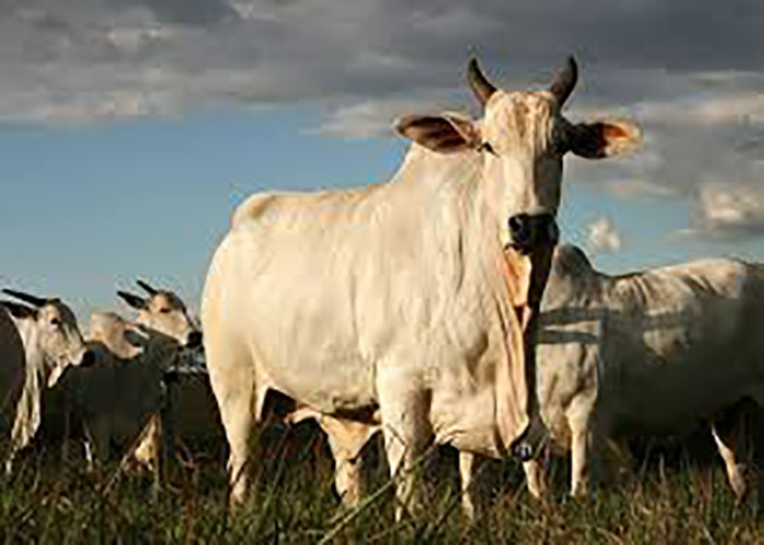 Leilão de Gado beneficente em prol da Casa do Idoso