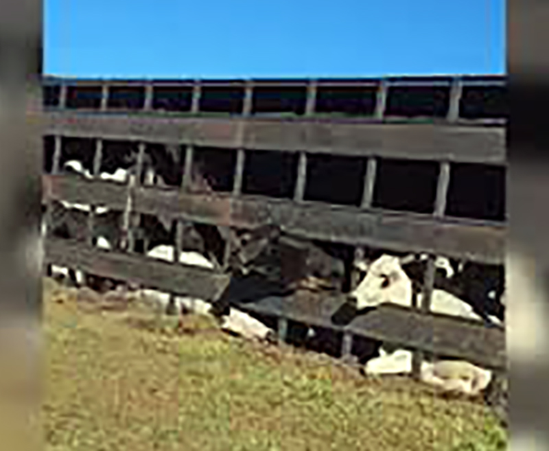 Caminhão carregado com gado tomba em canteiro de rodovia SP-300