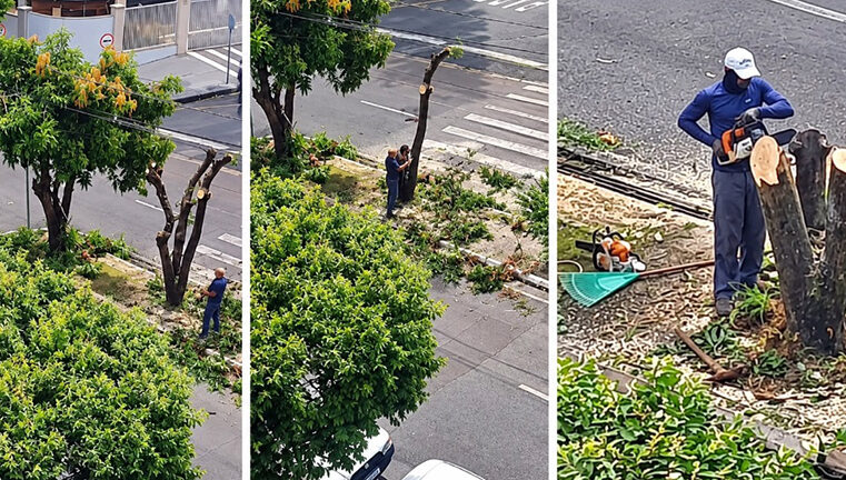 Moradora flagra “poda drástica” em avenida de Rio Preto; Prefeitura esclarece